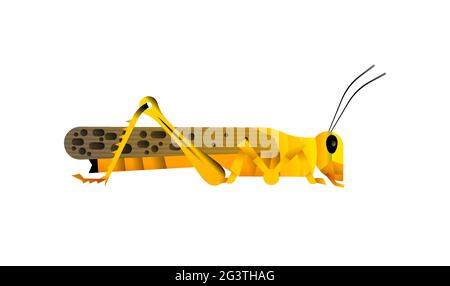 Big african locust insect illustration on isolated white background. Grasshopper pest animal concept. Educational wildlife design in modern cartoon st Stock Vector