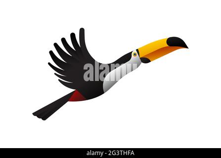 Toucan bird illustration flying on isolated white background. Exotic jungle animal concept. Educational wildlife design in modern cartoon style. Stock Vector
