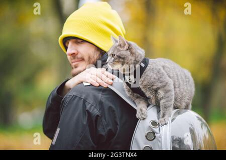 Cute gray young cat dressed leash for cats outdoors in autumn park street,stands on shoulder of owner,back of man dressed transp Stock Photo