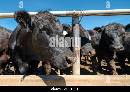 Black cow in the pasture. Close-up portrait Stock Photo