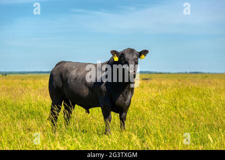 A black angus bull stands on a green grassy field. Stock Photo