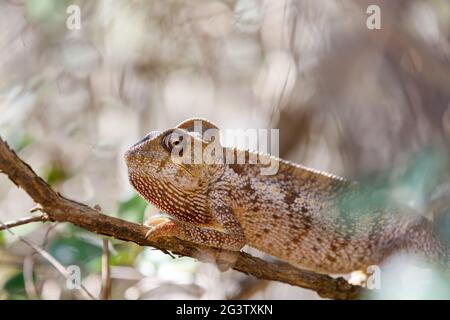 Malagasy giant chameleon, Madagascar Stock Photo