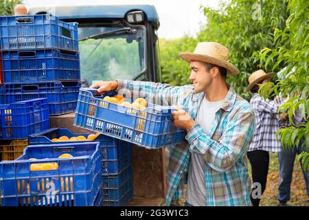 Loading boxes of peaches on tractor platform in the orchard Stock Photo