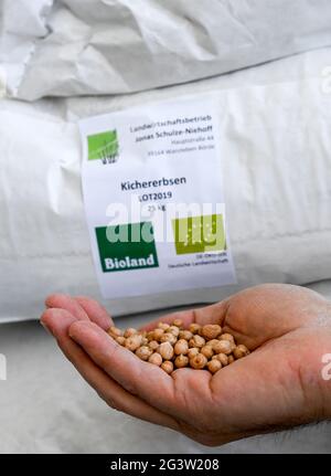 Berlin, Germany. 16th June, 2021. An employee of the Zeevi company holds organic chickpeas from Saxony-Anhalt in his hands. The 'Kofu' product made from them here can be eaten fried like tofu in four flavours. The company will only use chickpeas from local cultivation from July 2021. (to dpa 'Super protein plant: farmers discover chickpea') Credit: Jens Kalaene/dpa-Zentralbild/dpa/Alamy Live News Stock Photo