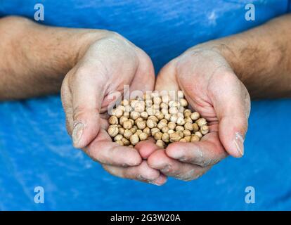 Berlin, Germany. 16th June, 2021. An employee of the Zeevi company holds chickpeas from local cultivation in his hands. The preparation 'Kofu' can be eaten fried like tofu in four flavours. The company will only use chickpeas from Saxony-Anhalt in organic quality from July 2021. (to dpa 'Super protein plant: farmers discover chickpea') Credit: Jens Kalaene/dpa-Zentralbild/dpa/Alamy Live News Stock Photo