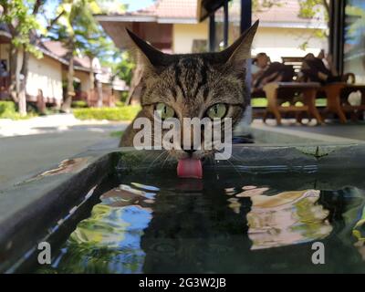 cat drinking tree water
