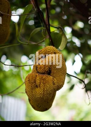 Jackfruit in the garden Stock Photo