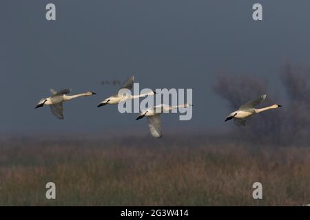 A flock of adult Tundra Swan, Cygnus columbianus, flying over their wintering area at the San Luis NWR in the San Joaquin Valley, California. Stock Photo