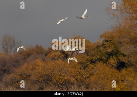 Adult Tundra Swan flock, Cygnus columbianus, flys across fall-plumaged willows on the San Luis NWR in California's San Joaquin Valley. Stock Photo