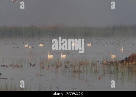 Tundra Swan flock, Cygnus columbianus, swim amongst a duck-filled marsh on the San Luis National Wildlife Refuge, Merced County, California. Stock Photo