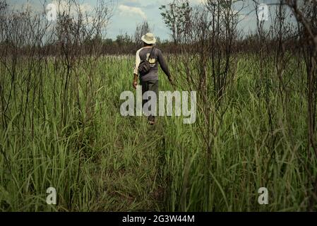 Rebo, a mahout, looking for his elephants that are feeding in Way Kambas National Park, Indonesia. Stock Photo