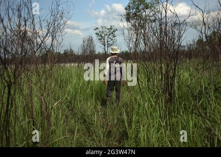 Rebo, a mahout, looking for his elephants that are feeding in Way Kambas National Park, Indonesia. Stock Photo