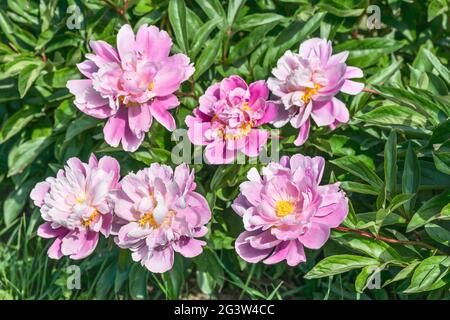 Herbaceous peonies Lake of Silver. Carmine pink double flowers with silvery tips. Stock Photo