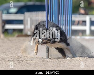 Border Collie doing slalom on a dog agility course Stock Photo