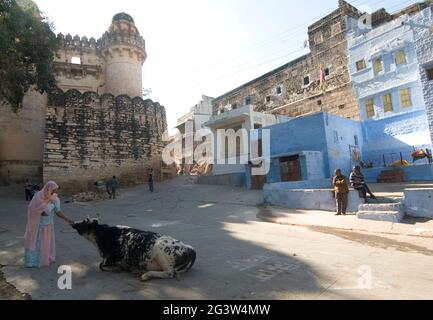 An elderly lady feeds a cow in the blue city of Jodhpur, Rajasthan, India Stock Photo