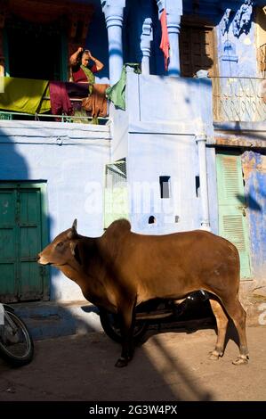 A cow in front of a blue house inside the blue city of Jodhpur, Rajasthan, India Stock Photo