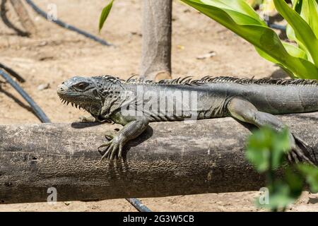 A Green Iguana (Iguana iguana) sits on tree branch in sunshine. Stock Photo