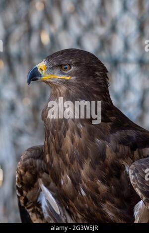 A golden eagle portrait shot (Aquila chrysaetos) very close up showing off golden feathers, yellow eyes, and beak. Stock Photo