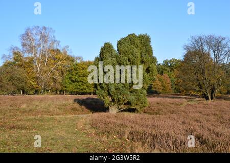 Tietlinger Heath in the Lueneburger Heath in Autumn, Lower Saxony Stock Photo