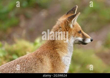 Red fox Stock Photo