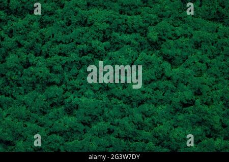 The rough surface of cement plaster background. Empty surface close-up. Stock Photo