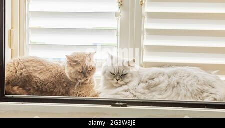 British shorthair gray cat and white British longhair cat are sitting on the window. Stock Photo