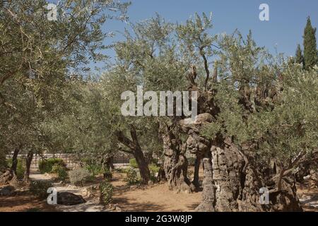 Old olive trees in the garden of Gethsemane next to the Church of All Nations. Famous historic place in Jerusalem, Israel Stock Photo