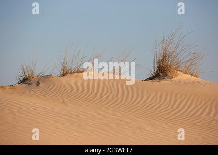 Clump of grasses stabilizing sand dune on the Mediterranean Sea coast Stock Photo