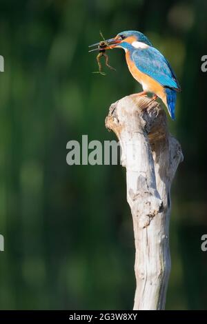 Female common kingfisher (Alcedo atthis) feeding on a Levant water frog (Pelophylax bedriagae) in her beak at a nature reserve in Jerusalem, Israel. Stock Photo