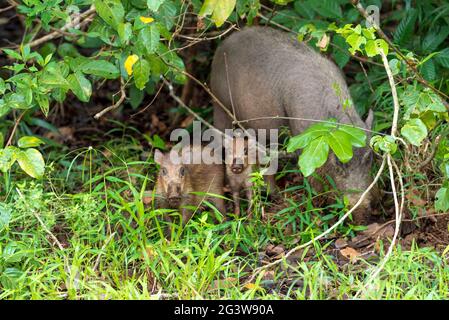 Wild boars at camp headquarters Teluk Assam in the Bako National Park on Borneo Stock Photo