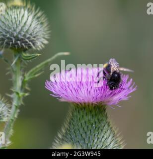 Flower of common thistle with bumblebee Stock Photo
