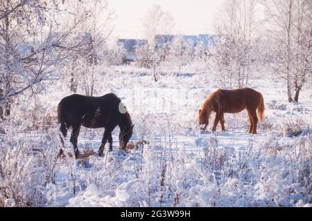 Horse grazing in the snow in winter. Stock Photo