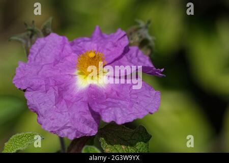 Cretan cistus rose Stock Photo