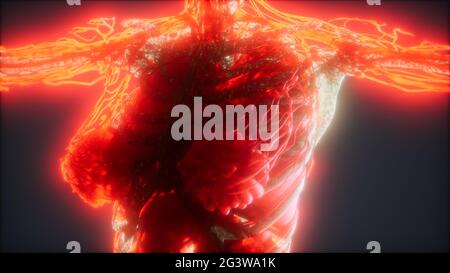 Colorful Human Body animation showing bones and organs Stock Photo