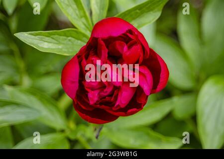 Peony opening flower Stock Photo