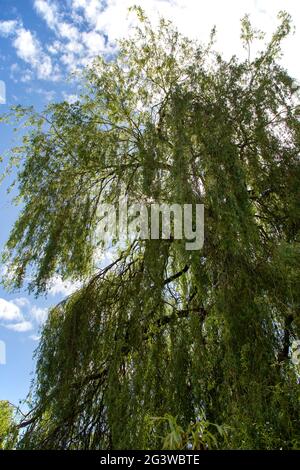 Sun shining through the branches of a Weeping Willow Tree by a Pond ...
