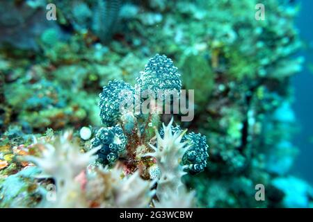 Lollipop Tunicate or Blue Palm Coral Stock Photo