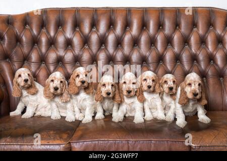 Family of English Cocker Spaniel with small puppy Stock Photo