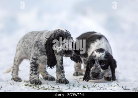 Cute baby of dog English Cocker Spaniel puppy Stock Photo