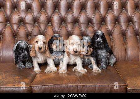 Small purebred English Cocker Spaniel puppy Stock Photo