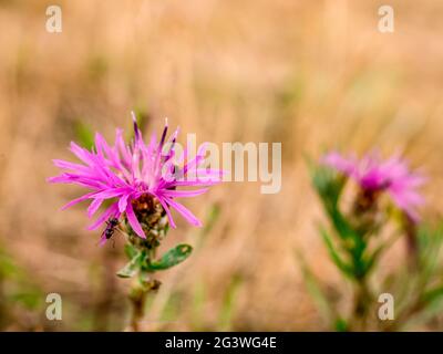 Spotted Knapweed (Centaurea maculosa) - with an ant on a petal Stock Photo