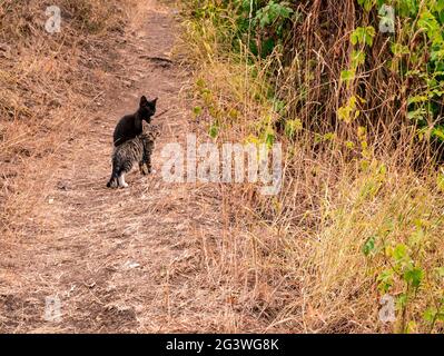 Two little kittens on the footpath Stock Photo