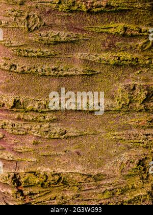 Close-up of Wild cherry tree bark, covered with a thin layer of green moss Stock Photo