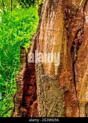 Old crumbling and cracked stump on the edge of a forest lawn Stock Photo
