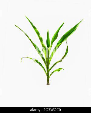 Young, low corn tree with long green leaves on a white background Stock Photo