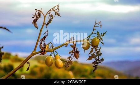 The last ripening cherry tomatoes in gray and cold autumn weather Stock Photo