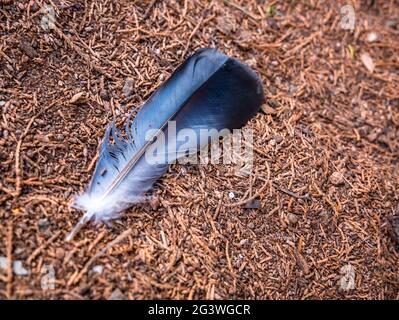 Bird feather on the ground - soft and selective focus Stock Photo