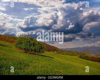 Rosehip bushes on meadow in hilly landscape with heavy rain clouds forming in sky Stock Photo