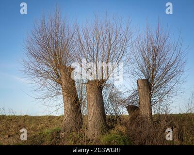 New twigs on cutted willow trees on the river Wulka in Burgenland Stock Photo