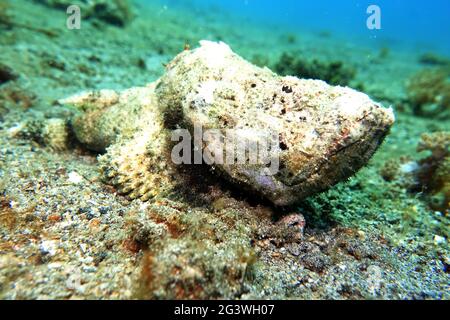Flasher Scorpionfish, Humpback Scorpionfish , Rough Humpbacked Scorpionfish Stock Photo